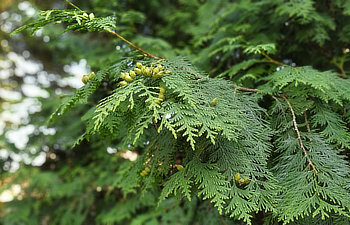 cypress cedar tree branch