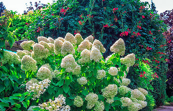 view of beautiful garden with blooming bush or hydrangea paniculata or limelight with white flowers and green leaves and creeper plant with red flowers on background